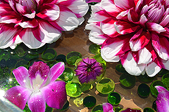 DREAM VISION FUNDRAISER FOR JAPAN RELIEF AT THE MATTHEWS WINERY